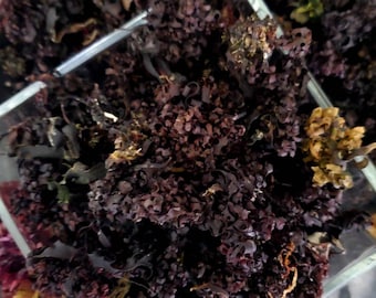 Irish Moss Whole (Chondrus Crispus)