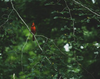 Cardinal - Descarga de fotos digitales