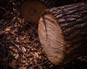 Tree Stump - Digital Photo Download