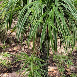 Spider Plant/houseplant/ clean air plant