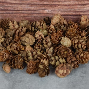 Natural Hemlock Cones, unscented botanicals for potpourri or bowl filler and crafts