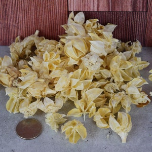 Hibiscus Pods (Bleached), unscented botanicals for potpourri or bowl filler