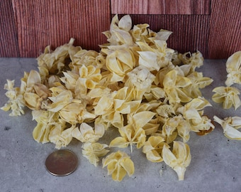 Hibiscus Pods (Bleached), unscented botanicals for potpourri or bowl filler