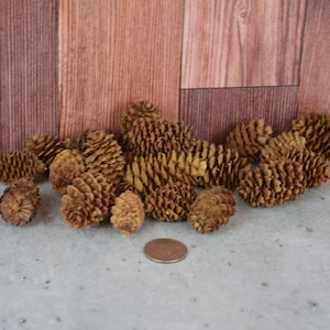 Natural Larch Cones, unscented botanicals for potpourri or bowl filler and crafts