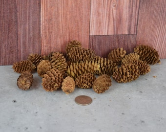 Conos de alerce natural, botánicos sin aroma para popurrí o relleno de cuencos y manualidades.