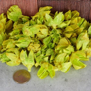 Hibiscus Pods (Lime Yellow), unscented botanicals for potpourri or bowl filler