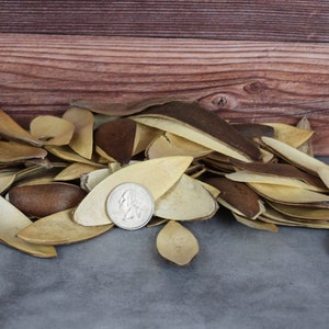 Natural Lily Petals, unscented botanicals for potpourri or bowl filler and crafts