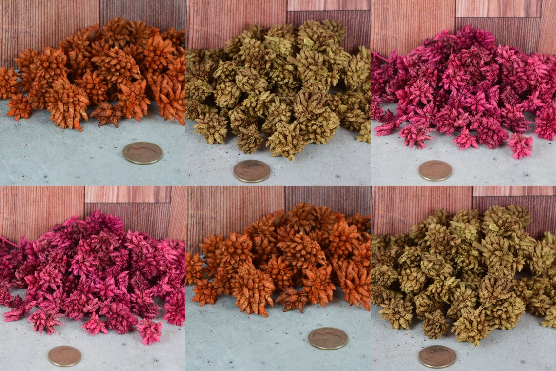 Star Flowers(multiple Colors Variations), Unscented Botanicals for ...