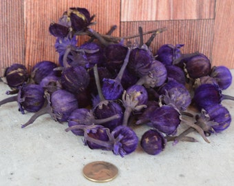 Cat Eye Pods (Lavender), unscented botanicals for potpourri or bowl filler