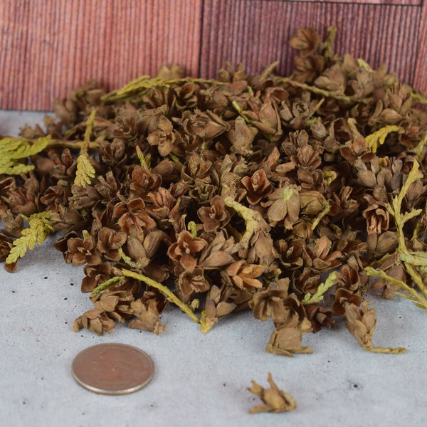 Natural Red Cedar Cones, unscented botanicals for potpourri or bowl filler and crafts