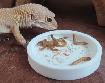 Bol de nourriture pour reptiles pour animaux de compagnie avec mur de ver léopard gecko lézard dragon barbu