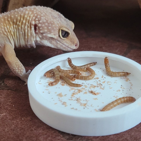 Pet Reptile Food Bowl with Worm Wall Leopard Gecko Lizard Bearded Dragon