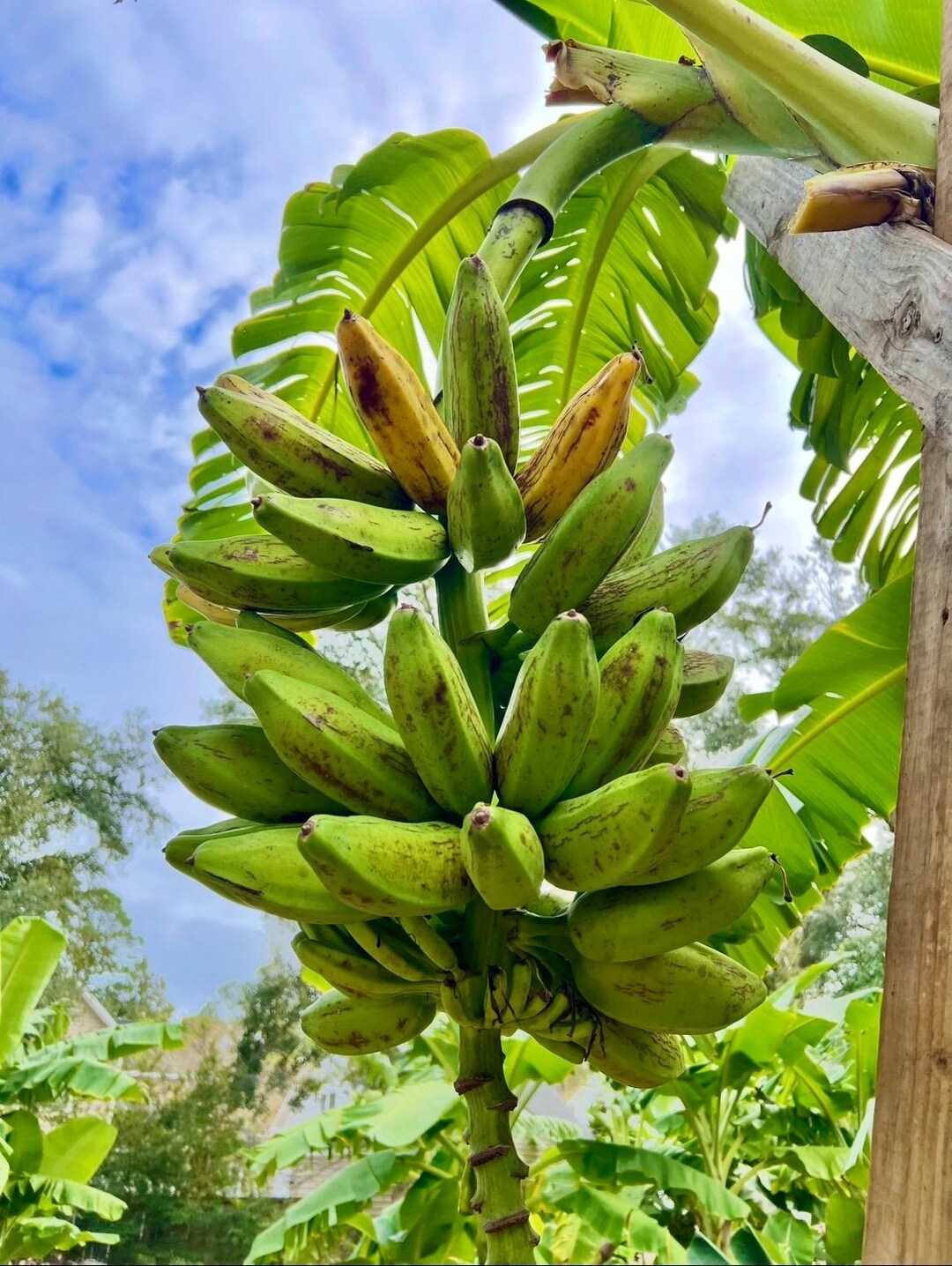 Orinoco Banana - Ultra Cold Hardy - 1ft Pup - Etsy