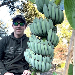 Blue Java banana tree - 6-12” pup