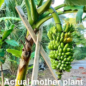 Ice cream banana tree - 1ft