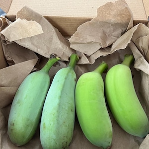 May include: Four unripe, green bananas arranged side by side inside a cardboard box lined with crumpled brown paper. The bananas are short, thick, and have a smooth, firm skin with dark brown stems at the top ends of each individual fruit.