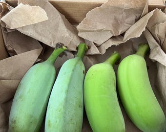 Ice cream banana fruit taster combo - 2 Blue Java and 2 Namwah bananas