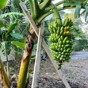 May include: A banana tree with a large bunch of green bananas. The tree trunk is supported by wooden beams. Large green leaves are visible, and the background includes other trees and foliage.