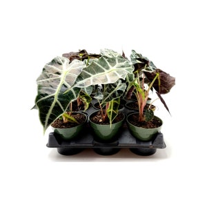 May include: A tray of 8 small green pots containing a variety of green and white variegated plants with dark green leaves. The plants are arranged in a grid pattern.