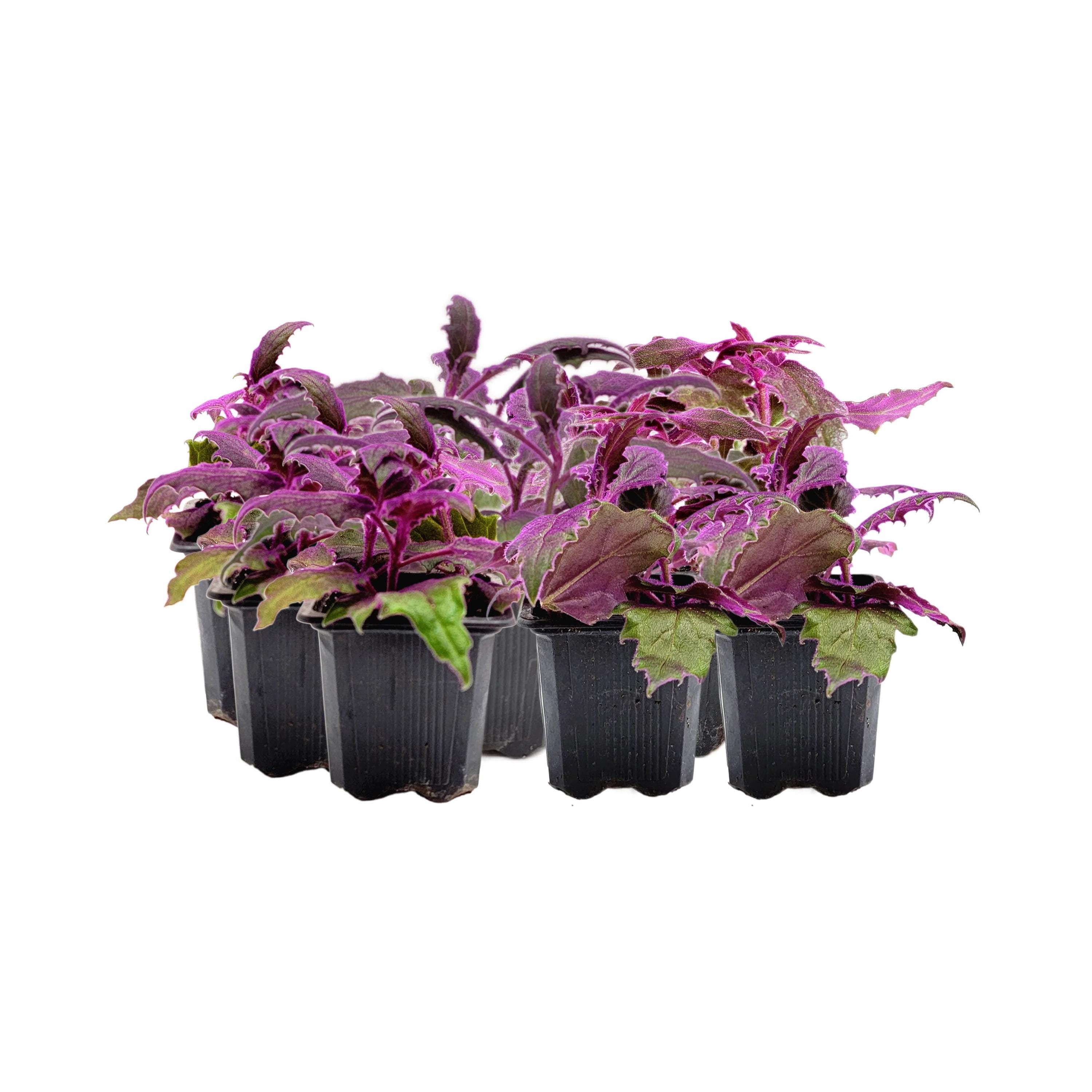 Fuzzy Leaf Plant - Etsy, image size:3000x3000