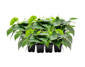 May include: A collection of potted heartleaf philodendron plants. The plants have vibrant green, heart-shaped leaves and are in small black plastic pots. The background is plain white.