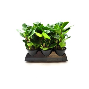 May include: A tray of six small potted plants with vibrant green, rounded leaves. The plants are in black plastic pots, set in a black plastic tray. The background is plain white, highlighting the plants' fresh appearance.