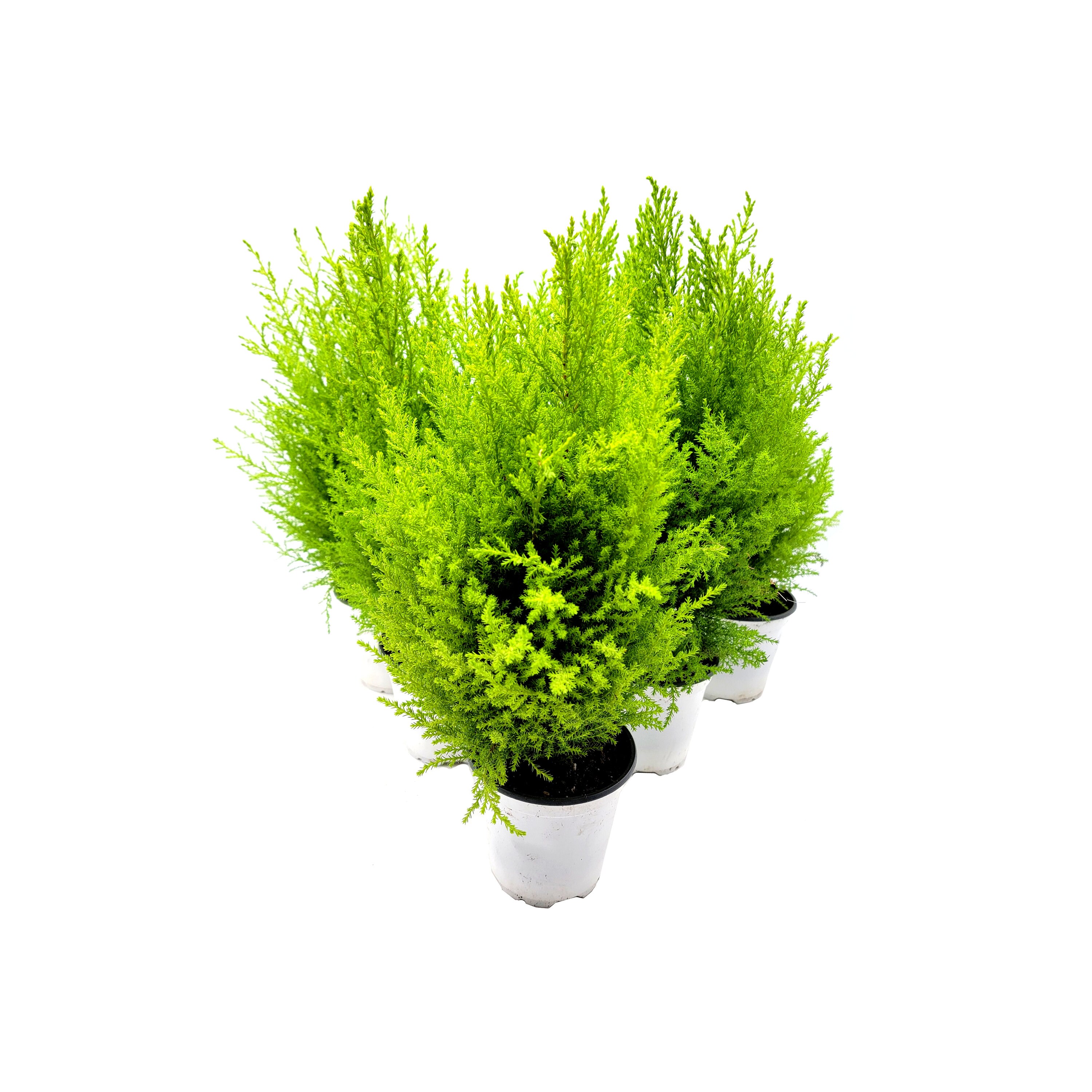 Wholesale Bulk Dwarf Lemon Cypress Tree Cupressus Etsy