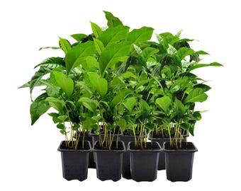 10-PK of Coffee Plant - Coffea Arabica Live Plant in 3-inch Pot, Grow Your Own Coffee Beans Indoor as a Houseplant (10 Count)