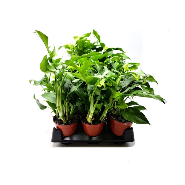 Wholesale Plants, Bulk Monstera minima, Rhaphidophora Tetrasperma for Volume Discount, Group Order, Retail - 6 4" Pots