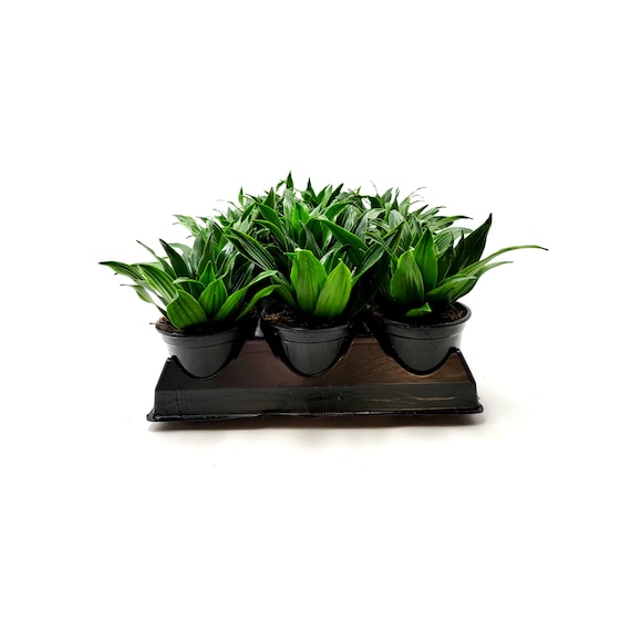 10-PK of Dracaena 'janet Craig Compacta', Dracaena Fragrans, D. Deremensis,  Air Purifier - Volume Discount, Group Order - 4" Pots - Etsy