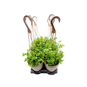 10-PK of Goldfish Plants in 6-inch Hanging Baskets, Nematanthus gregarious Indoor Flowering plants for Volume Discount, Bulk Order, Retail