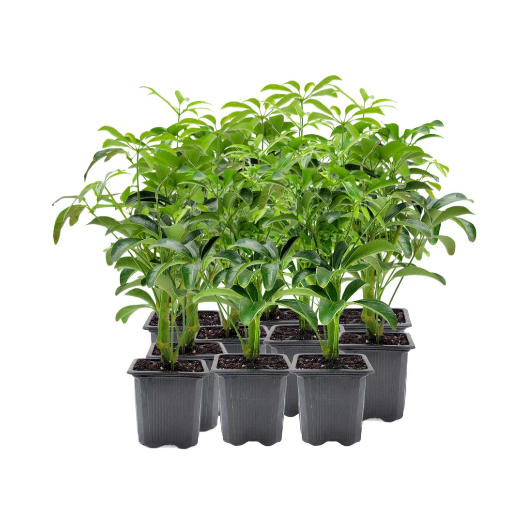 artificial split leaf philodendron leaves 30" Large Split Leaf Philodendron Stem