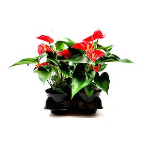 10-PK of Anthurium, Anthurium andraeanum, Flamingo Flower Indoor Plants – Top Gift Pick, Air Purifier, for Volume Discount, Bulk Sale