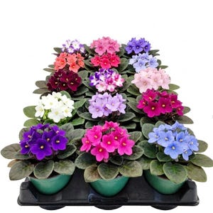 African Violet Plant Set 18PK - 4 inch Nursery Pots, Available in Assorted or Single Colors