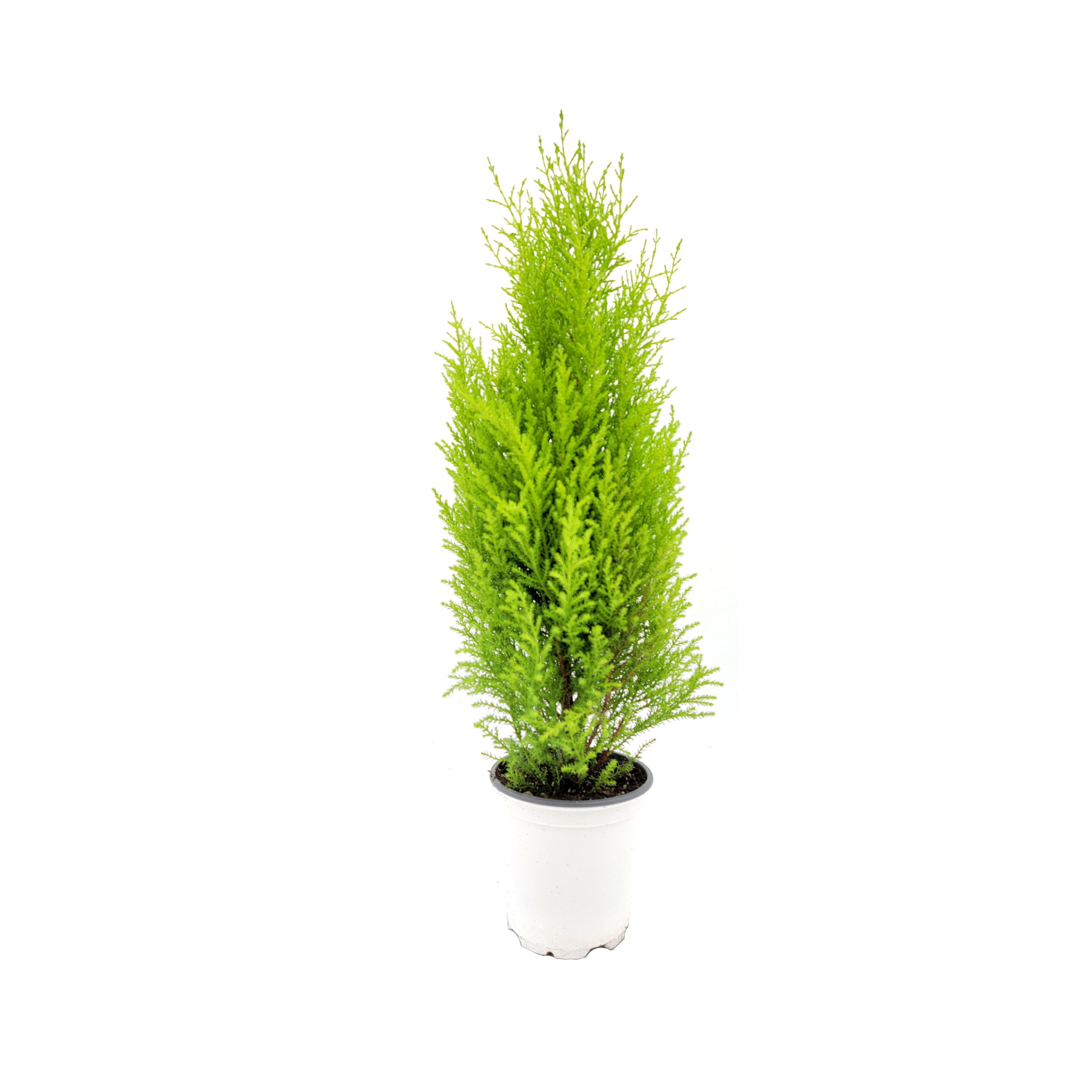 Wholesale Bulk Dwarf Lemon Cypress Tree Cupressus Etsy