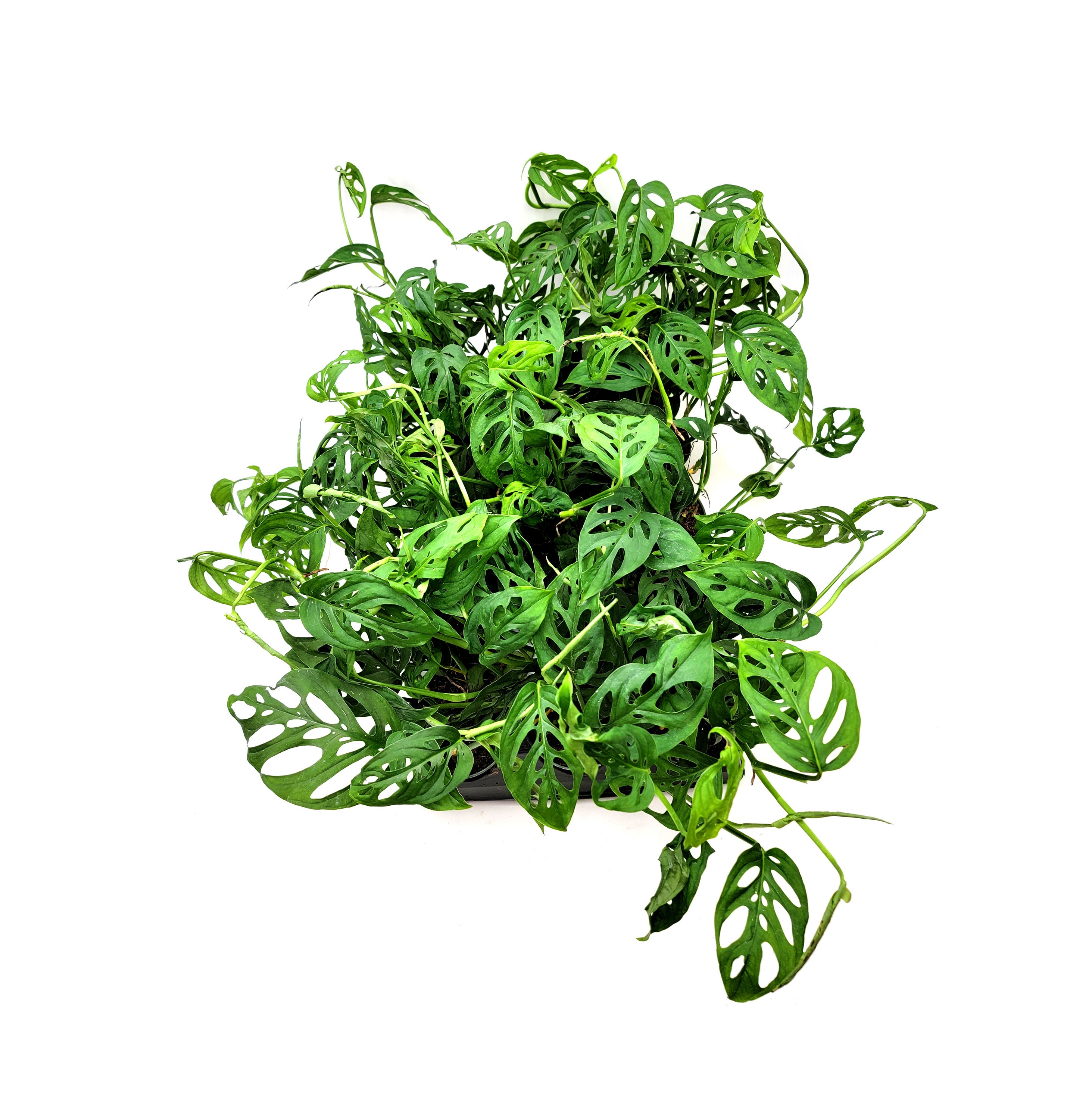 Wholesale Plants, Bulk Swiss Cheese Plant, Monstera Adansonii, Adanson's Monstera, for Volume