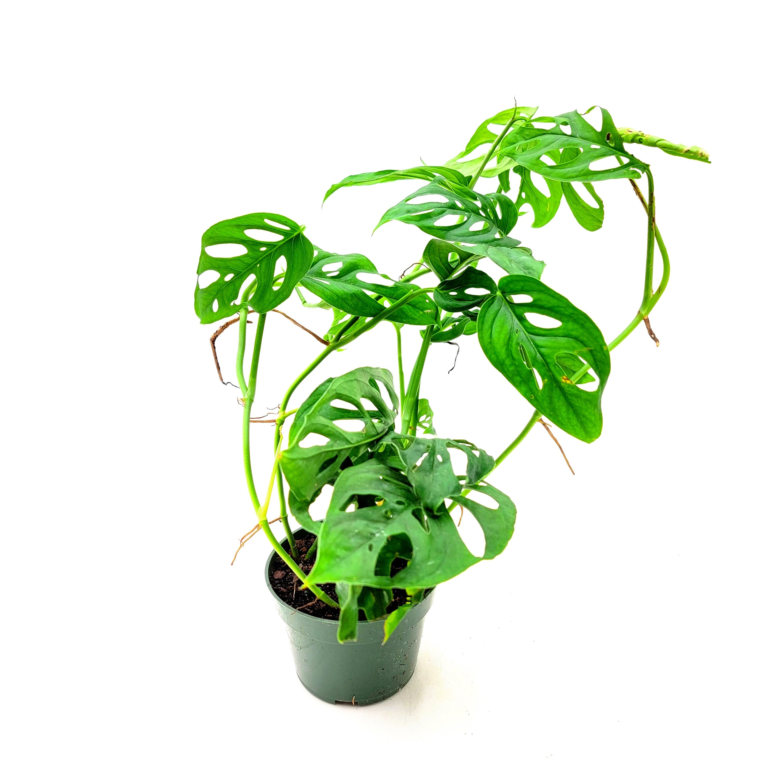 Wholesale Plants, Bulk Swiss Cheese Plant, Monstera Adansonii, Adanson