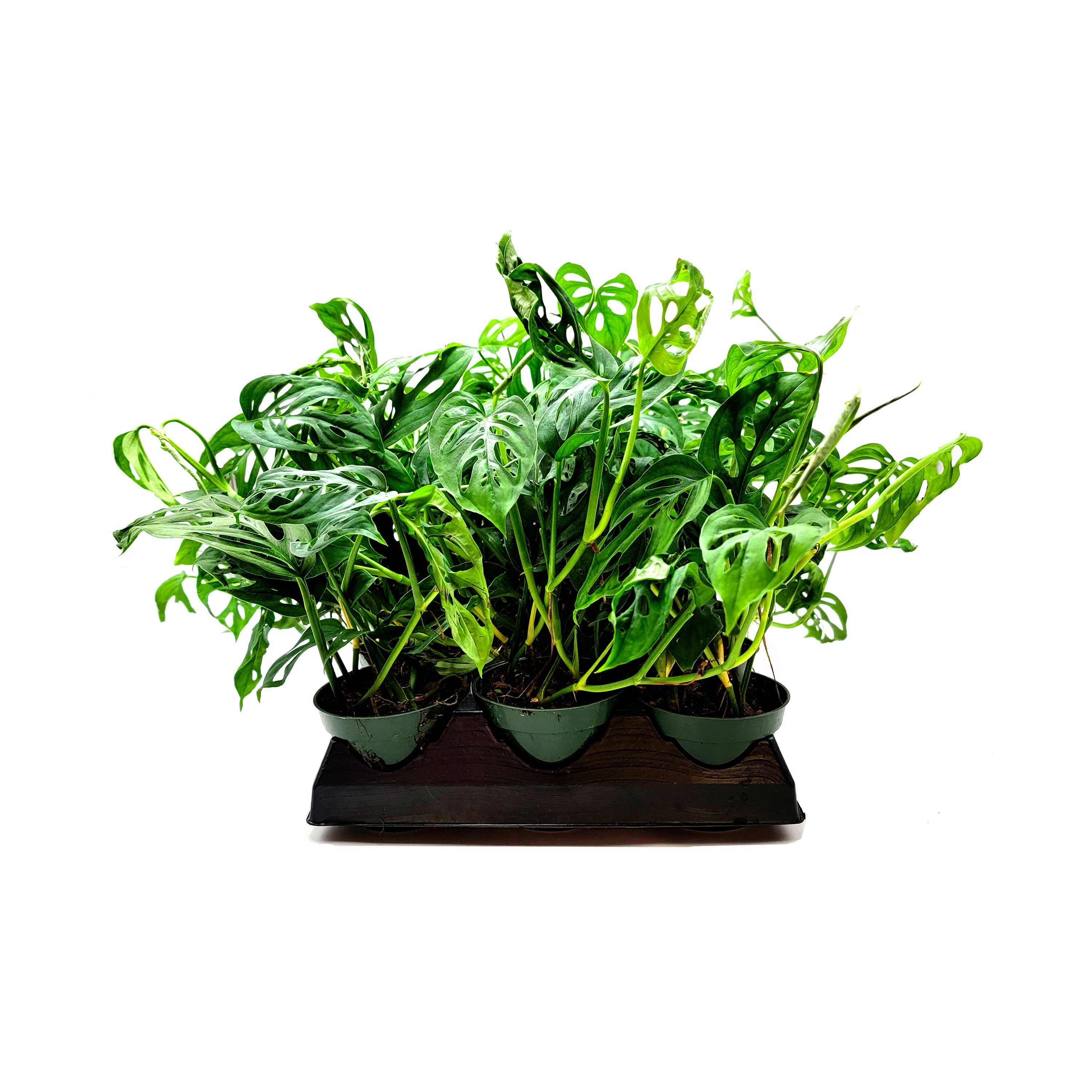 Wholesale Plants, Bulk Swiss Cheese Plant, Monstera Adansonii, Adanson's Monstera, for Volume