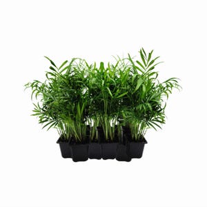10-PK of Parlor Palm Plant - Live Indoor Houseplant in 3-inch Pot, Neanthe Bella Palm, Low Light, Air Purifying Young Palm Tree, Pet Safe