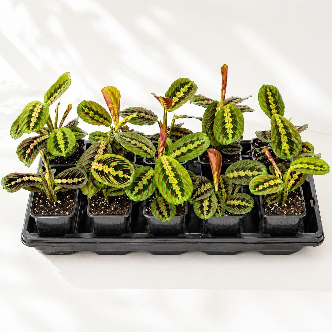 10-PK of Prayer Plant Red Maranta (10 Count) - Colorful Foliage ...