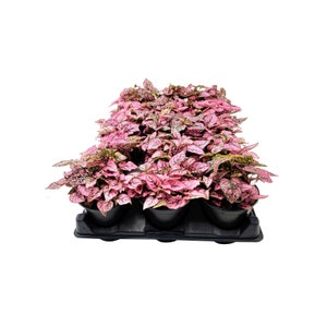 May include: A tray of pink and green polka dot plants in small black pots.