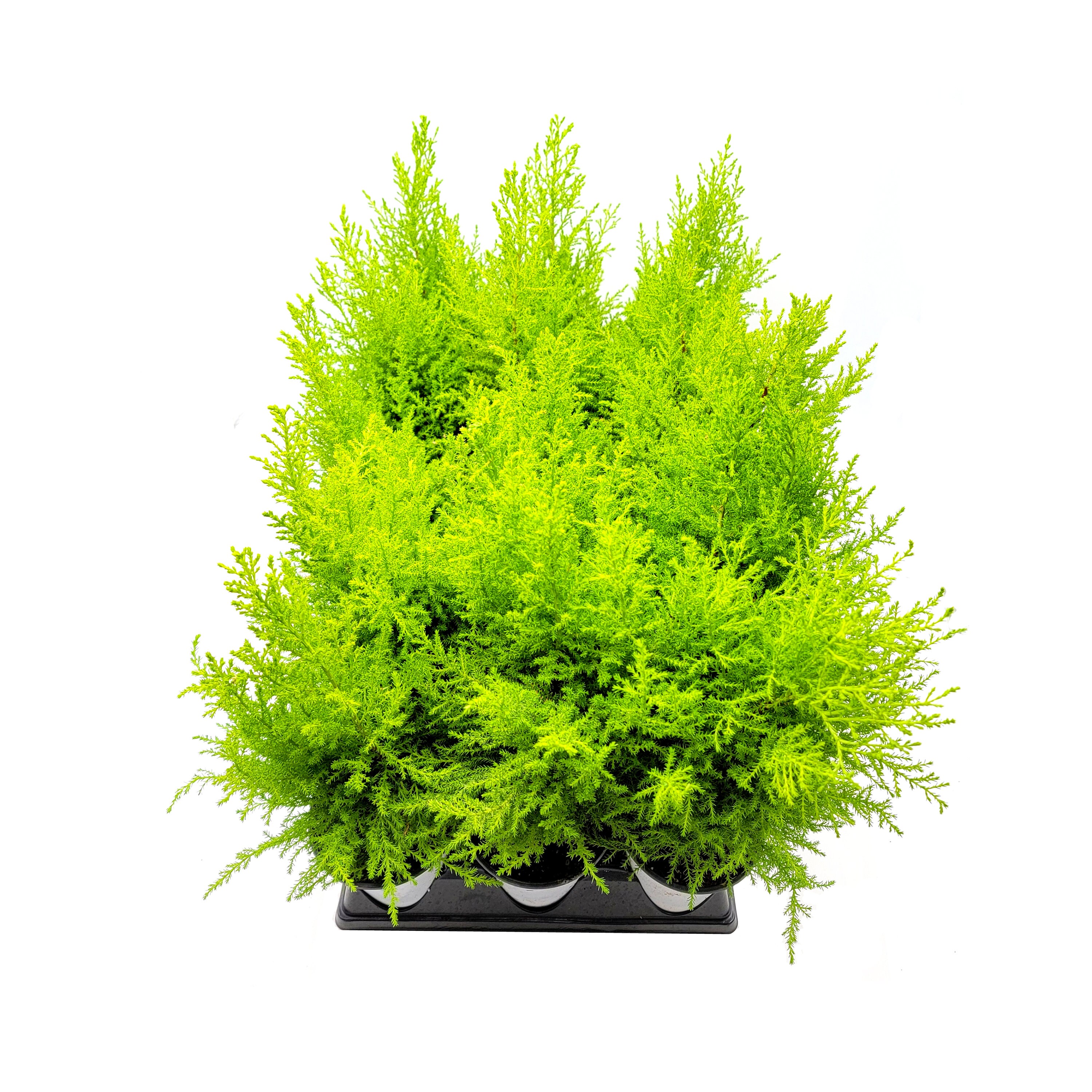 Wholesale Bulk Dwarf Lemon Cypress Tree Cupressus Etsy