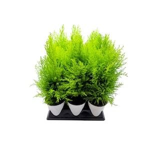 10-PK of Dwarf Lemon Cypress Trees in 4.5-inch Pots, Cupressus macrocarpa, Goldcrest Cypress for Volume Discount, Bulk Sale, Event Décor