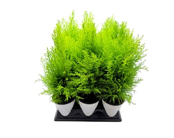 Bulk Sale, Dwarf Lemon Cypress Tree, Cupressus macrocarpa, Goldcrest Cypress for Volume Discount, Event Décor, Retail - 10 4" Pots