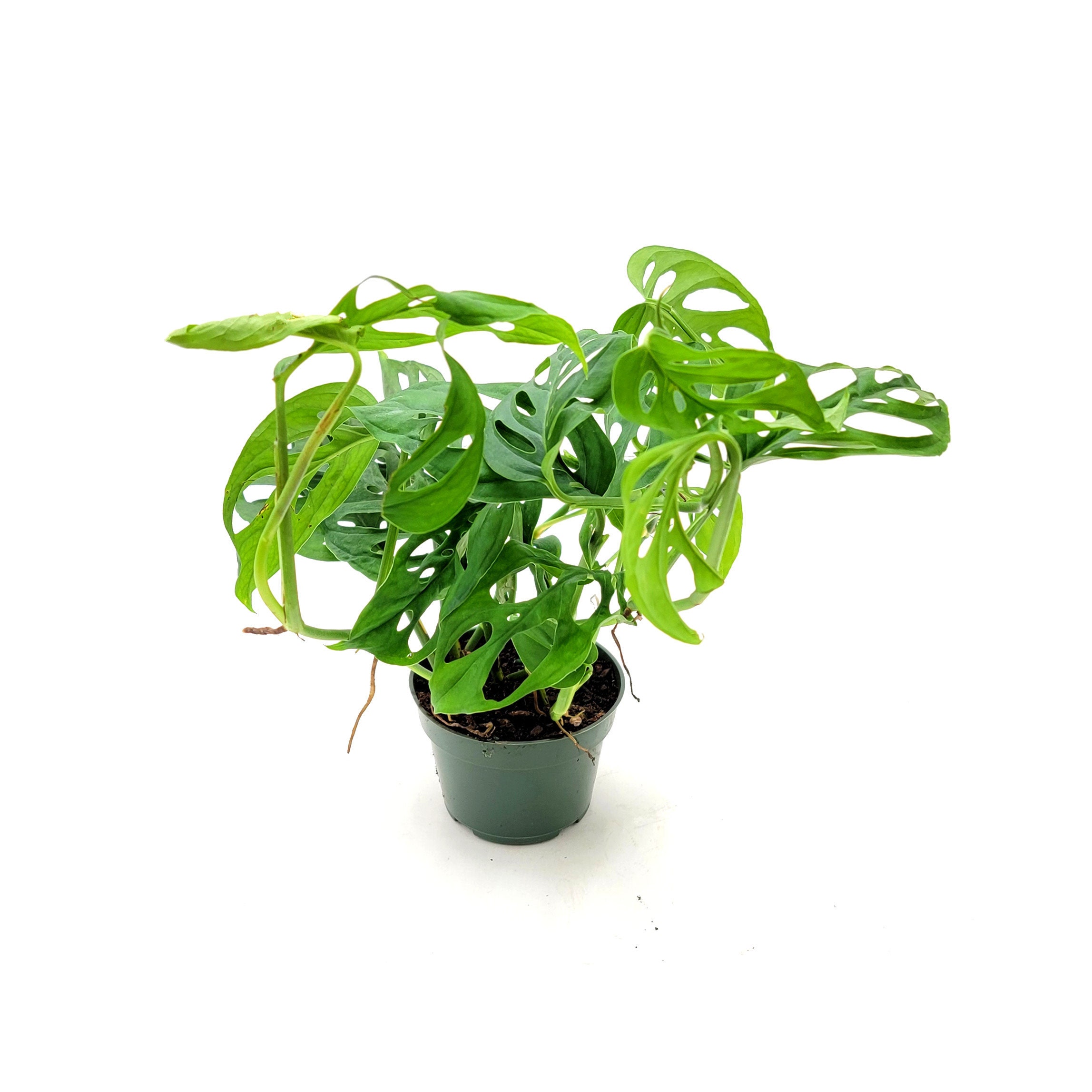 Wholesale Plants, Bulk Swiss Cheese Plant, Monstera Adansonii, Adanson's Monstera, for Volume
