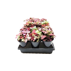 May include: A tray of small potted plants with pink, green, and white leaves. The plants are in black plastic pots and are arranged in a rectangular tray.