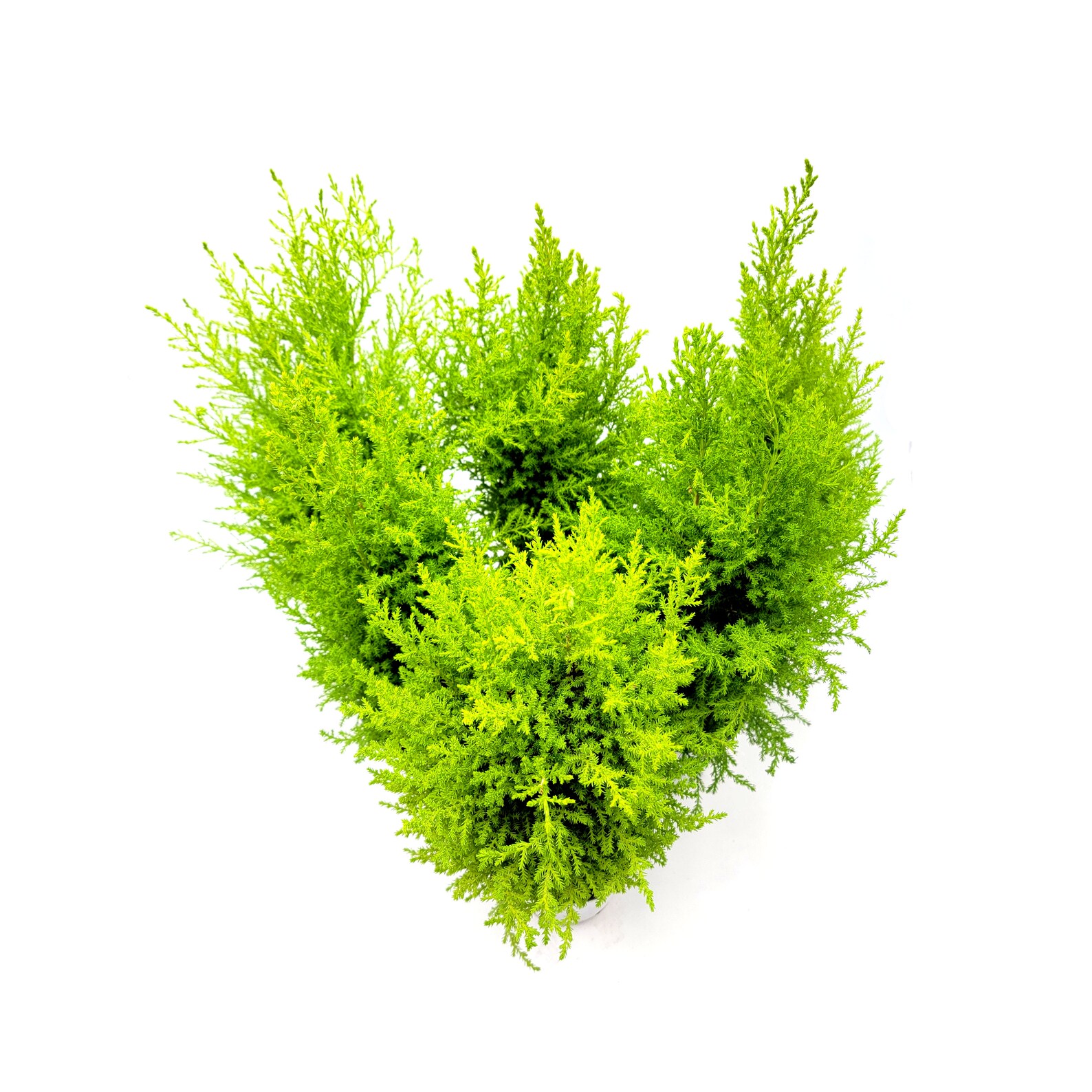 Wholesale Bulk Dwarf Lemon Cypress Tree Cupressus Etsy
