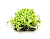 Custom Order of Bonnie Curly Spider Plant, Chlorophytum comosum 32 3.5 quot Pots for Mary