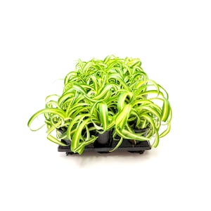 Wholesale, Bulk  Bonnie Curly Spider Plant, Chlorophytum comosum, Air Purifiers for Volume Discount, Group Order, Retail - 10 3.5-inch Pots