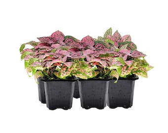 10-PK of Polka Dot Plants (10 Count), Hypoestes phyllostachya, 3-inch Pots, Colorful Indoor Houseplant with Pink and Green Foliage for Low
